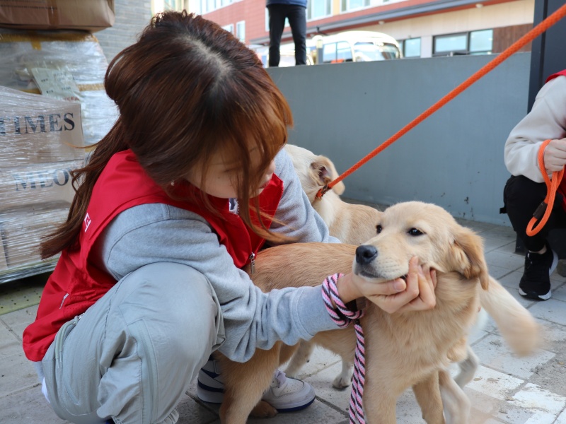 Volunteer petting abandoned dog